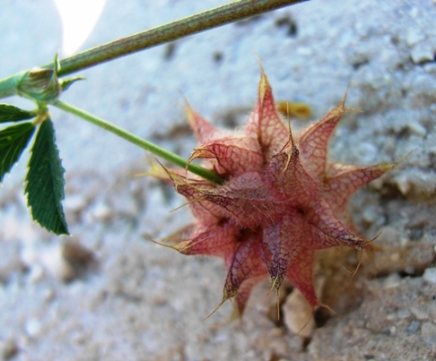 Trifolium resupinatum / Trifoglio risupinato